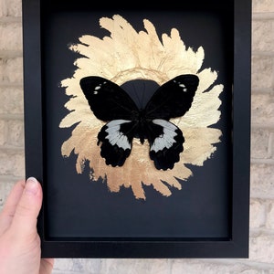 8x10” Butterfly Shadowbox