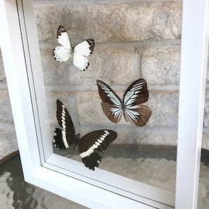 Puede incluir: Un marco blanco con un frente de vidrio muestra tres mariposas. Dos mariposas son blancas y negras, y una es marrón y blanca.