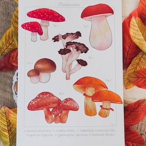 Vintage Mushroom Study A4 Poster - Cottagecore - Goblincore - Natura - Poster - Stampa - Autunno - Autunno - Estetica