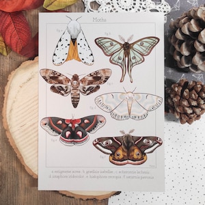 Poster A4 Moths Vintage Study - arte, illustrazione, estetica, farfalle, decorazione murale, poster, stampa, autunno, caduta, strega, halloween