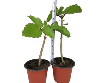 Live Leaf Of Life plants, Cathedral Bells, Miracle Leaf, Pre -harvested, Large root system, Organically grown, 6 -9 inches tall