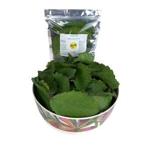 Fresh Leaf Of Life herb, Cathedral Bells, Miracle Leaf, Pure natural, Pick to order, Organically grown