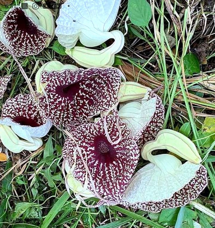 duck-flower-herb-aristolochia-grandiflora-fresh-harvest-herbal