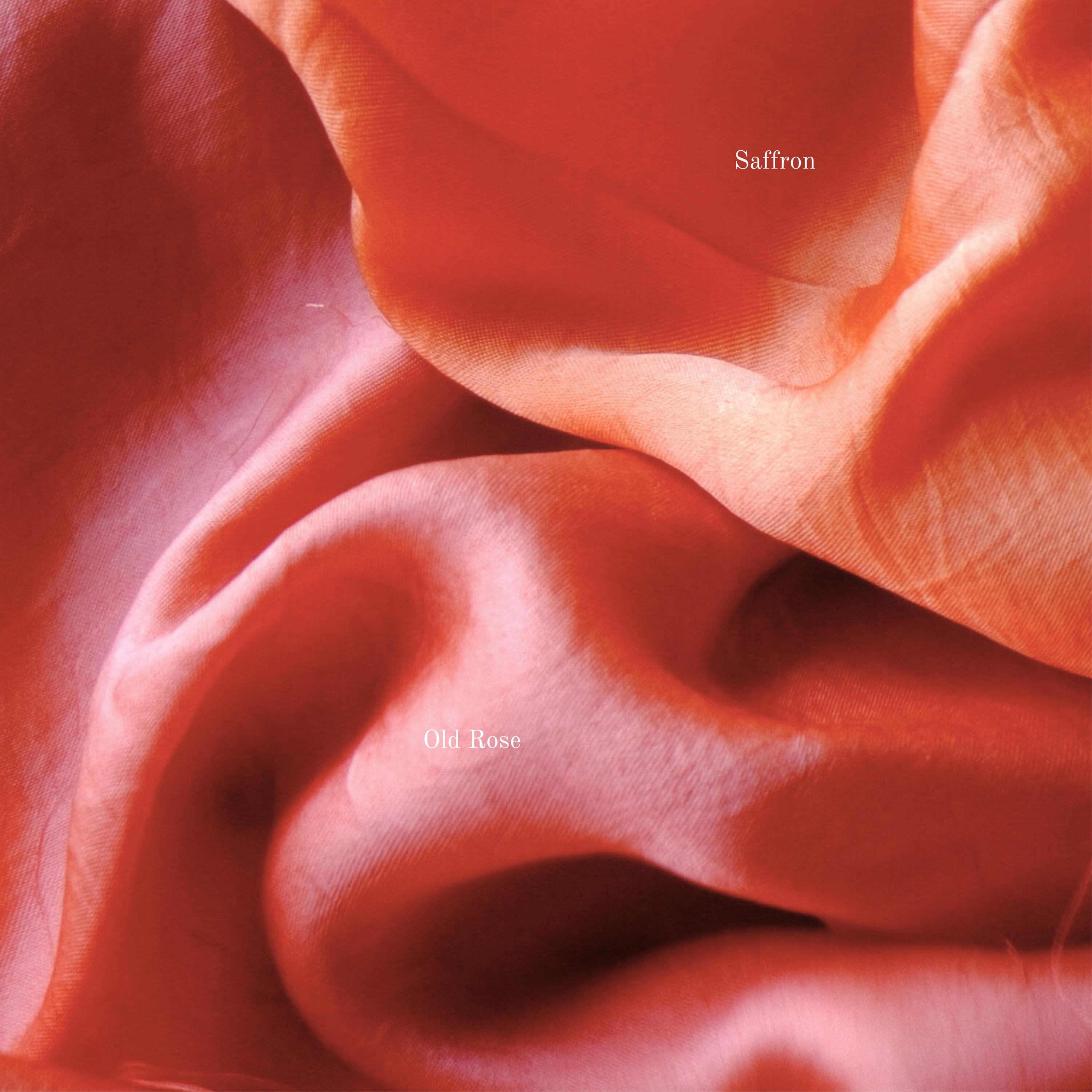 calathea fuzzy leaves Calathea rufibarba | Velvet Calathea