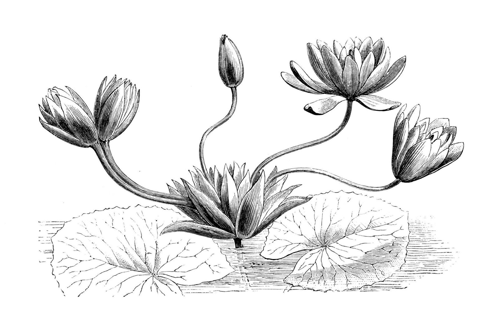 Organic Lotus Silk Fabric by the Yard 44 Inch Wide 60 Etsy