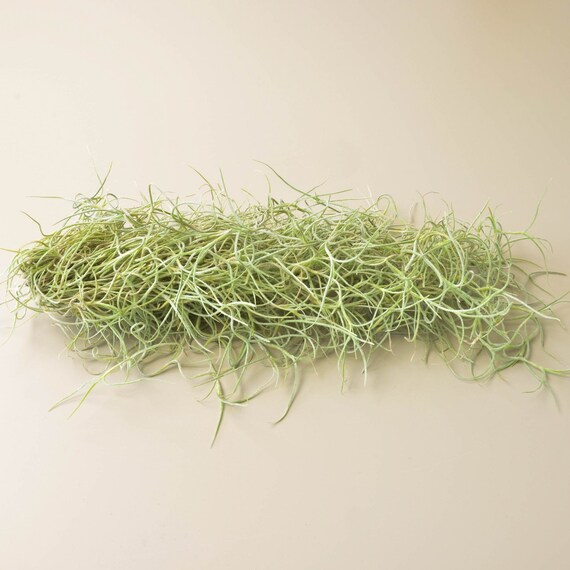 Tillandsia Air Plant Spanish Moss 3 Pack Etsy