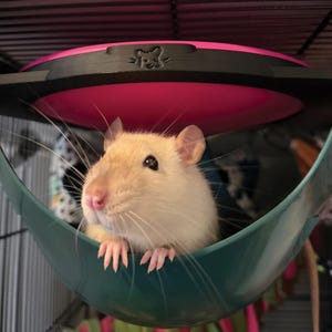 May include: A light cream-colored rat with pink ears and nose resting inside a teal plastic bowl-shaped hammock. The hammock features a black rim with a bright pink circular insert and a small engraved rat silhouette icon on the top edge.