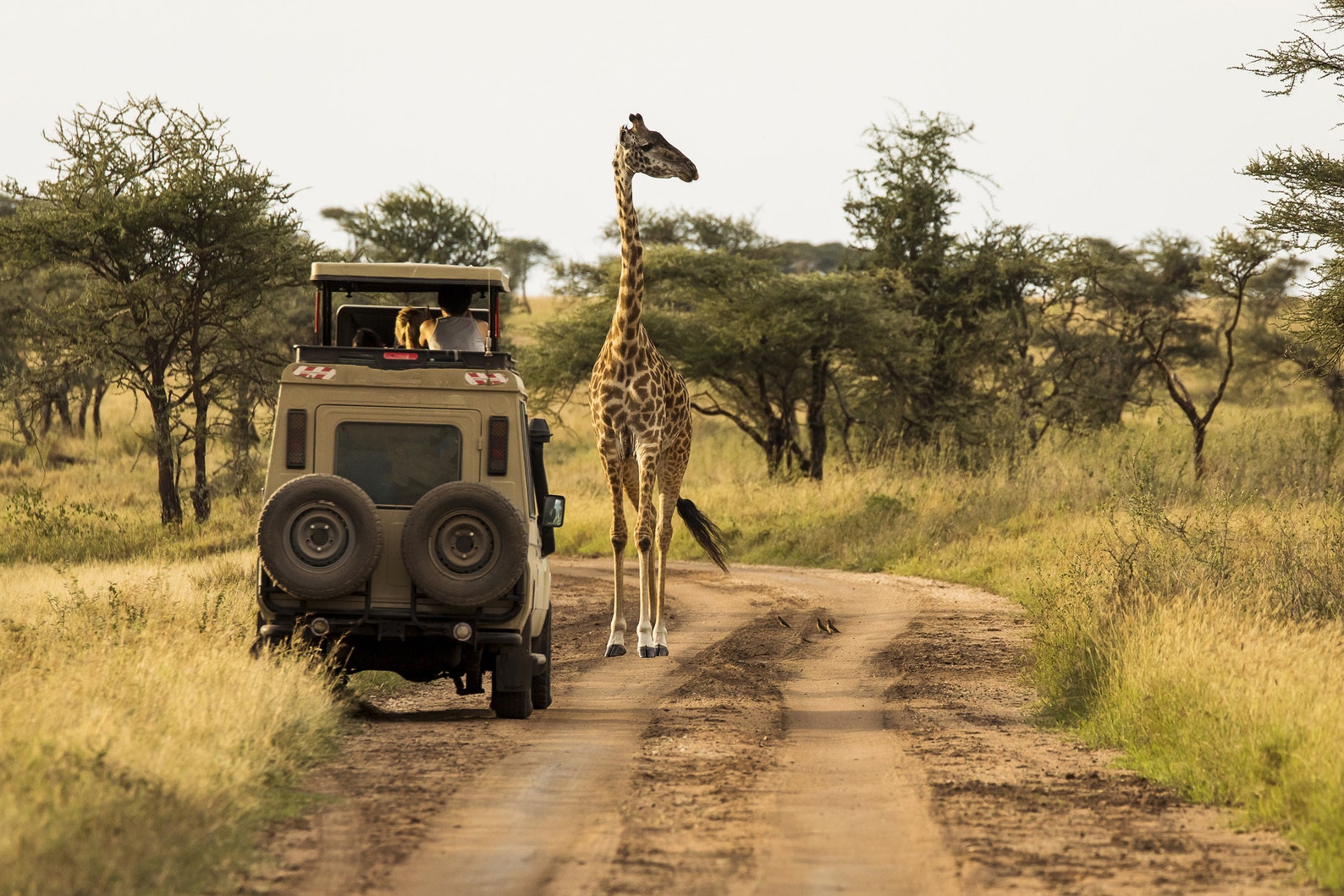 Safari Photoshoot Your Photo Africa 4WD Background : | Etsy