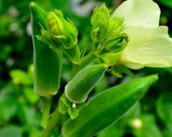 Clemson Spineless Okra Seeds - Ideal for Southern Cuisine, Easy to Grow, Heirloom Quality