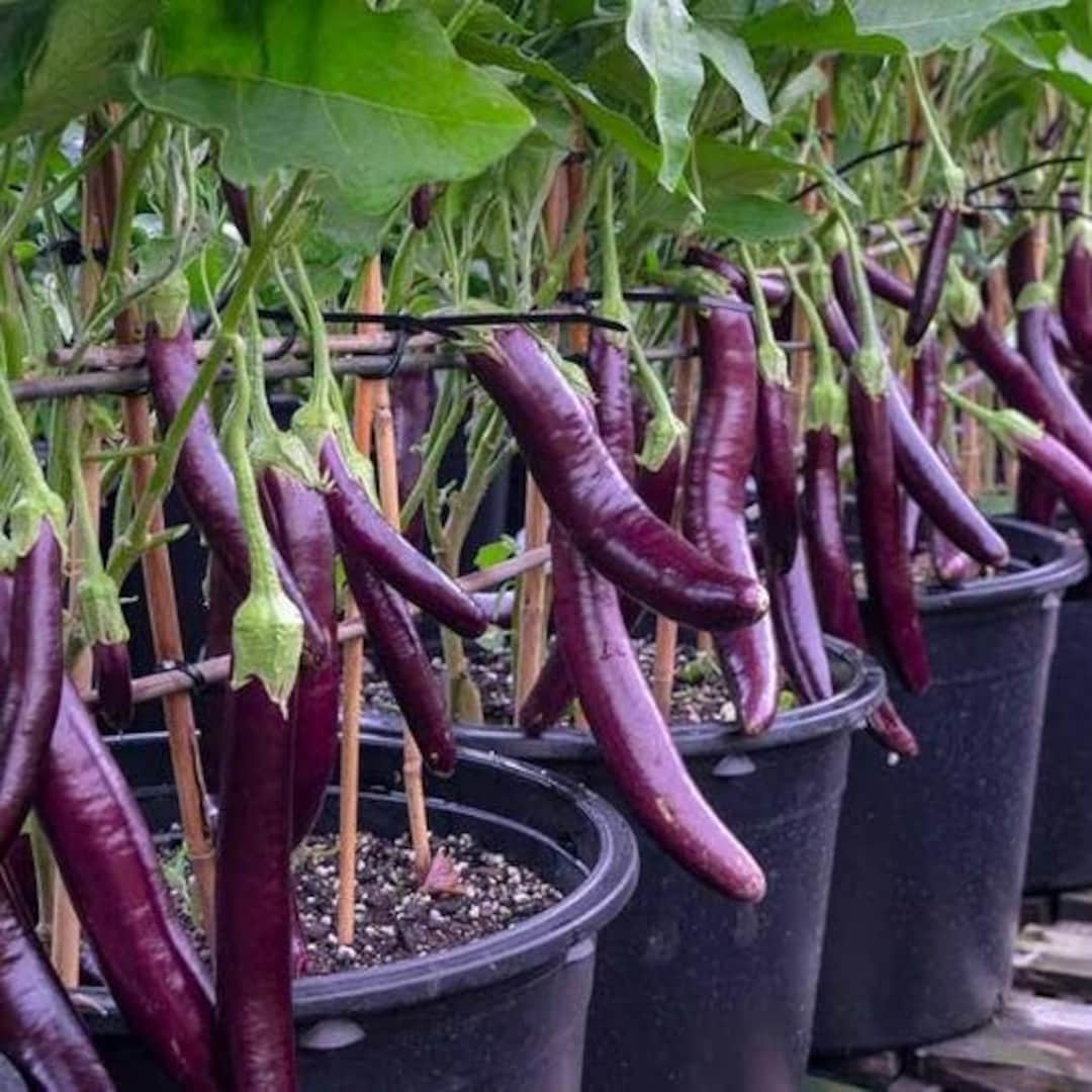 Long Purple Eggplant Seeds Perfect for Mediterranean Dishes, Healthy