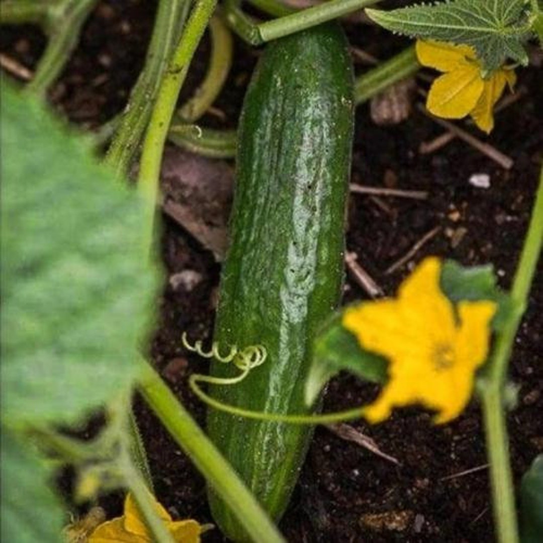 Middle Eastern Lebanese Israeli Cucumber Seeds Etsy