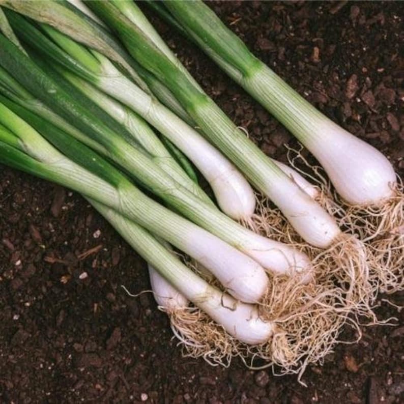 Tokyo Long White Bunching Onion Seeds Etsy