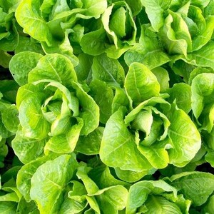 Romaine Lettuce Seeds - Jericho