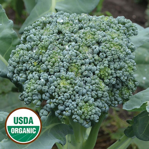 Organic De Cicco Broccoli Seeds