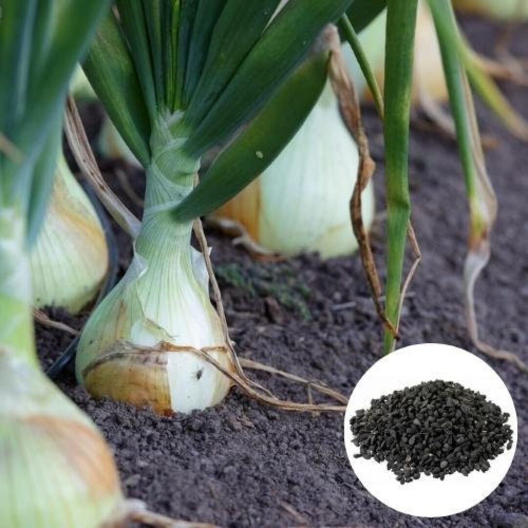Organic Vidalia Sweet Onion Seeds, Grow Your Own Food, Veganfriendly