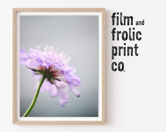 Purple Flower Photography Art Print | Giclee Wall Decor