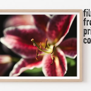 Lily Macro Photography Art Print | Nature Wall Decor, Photography Wall Art, Giclee Print