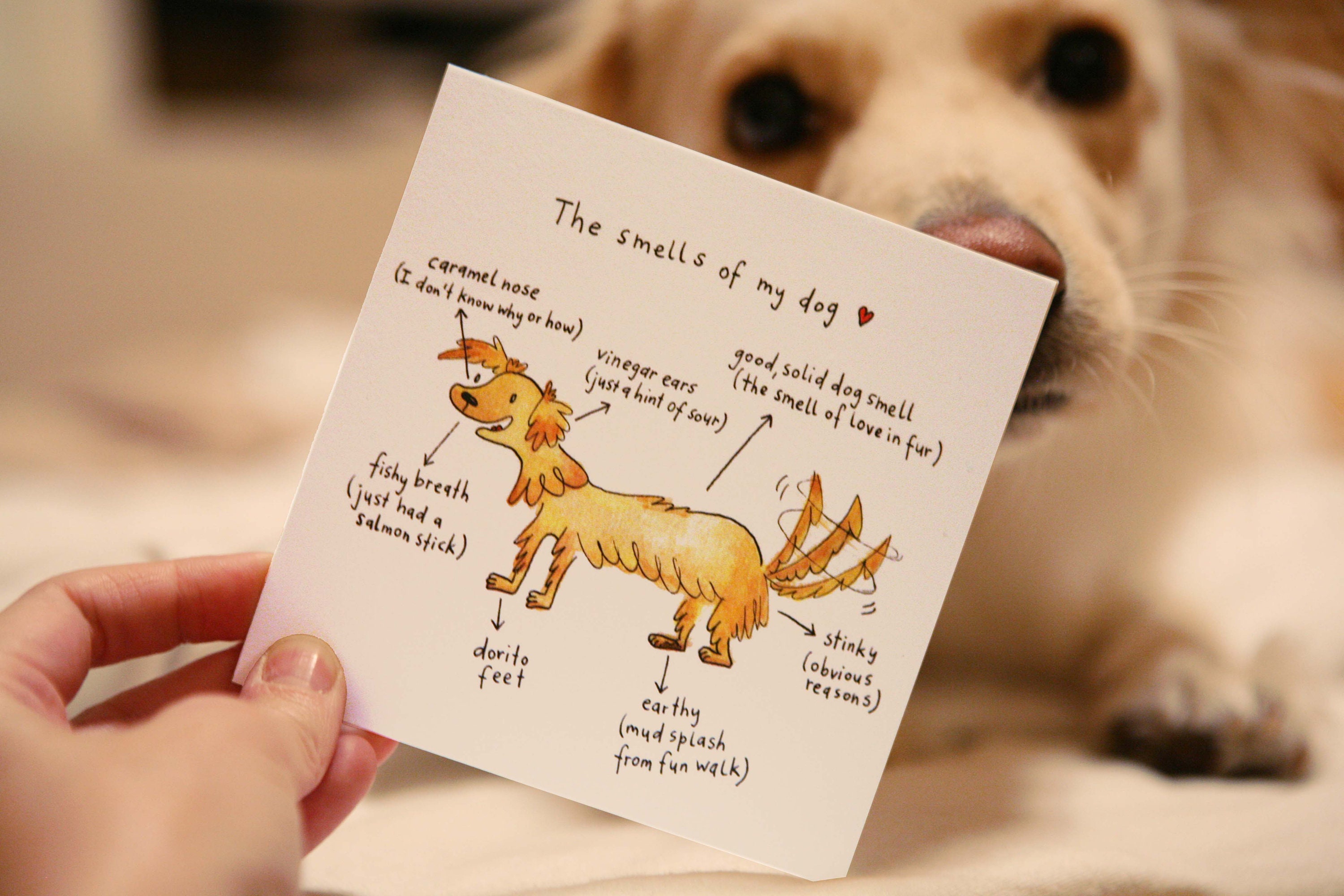 Why Does My Dog Smell Like Doritos