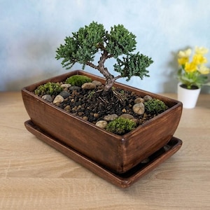 Könnte beinhalten: Ein kleiner Bonsai-Baum in einem rechteckigen Holztopf mit passendem Tablett. Der Bonsai hat grünes Laub und ist von kleinen Steinen und Moos umgeben. Der Pflanztopf hat eine warme braune Farbe.