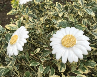 Ceramic flowers/ daisies