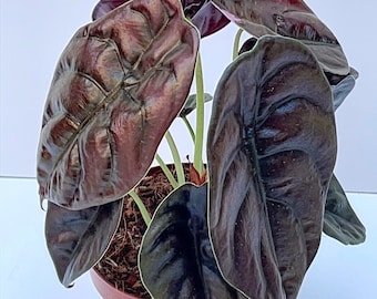 Alocasia Cuprea  Red Secret | Rare Plant -Height 40cm Pot Size- 12cm