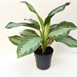 May include: A potted silver-leaved plant with green variegation. The plant is in a black plastic pot.