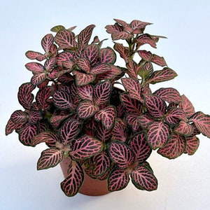 Fittonia Plant Nerve Plants Terrarium Plants 8cm pot Height 10cm 12cm Pink Vein