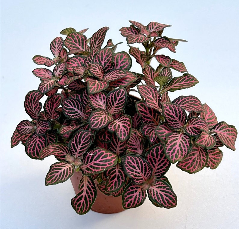 Fittonia Plant Nerve Plants Terrarium Plants 8cm pot Height 10cm 12cm Pink Vein