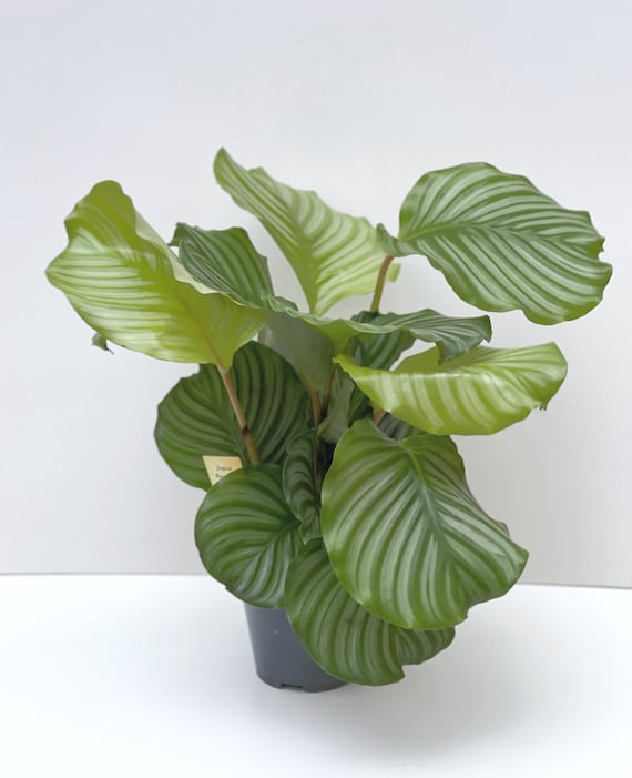 Large Calathea Orbifolia - Height - 60cm - Etsy.de