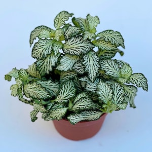 Fittonia Plant Nerve Plants Terrarium Plants 8cm pot Height 10cm 12cm Mosaic White Tiger