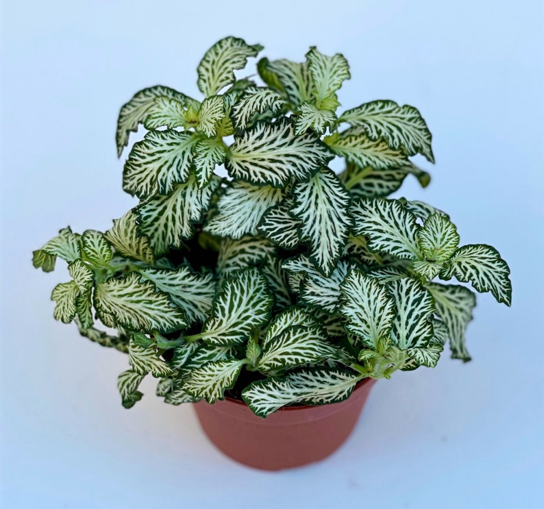 Fittonia Plant Nerve Plants Terrarium Plants 8cm pot Height 10cm 12cm Mosaic White Tiger