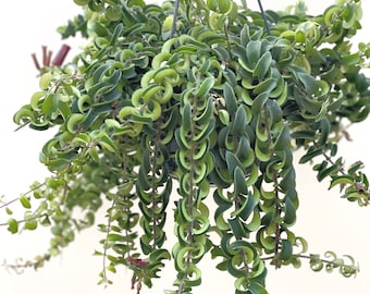 Aeschynanthus Twister Hanging Plant | Lipstick Plant | Hanging Plant -Pot Size 15cm