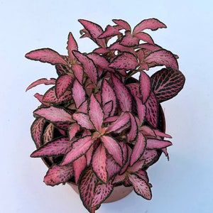 Fittonia Plant Nerve Plants Terrarium Plants 8cm pot Height 10cm 12cm Mosaic Pink Tiger
