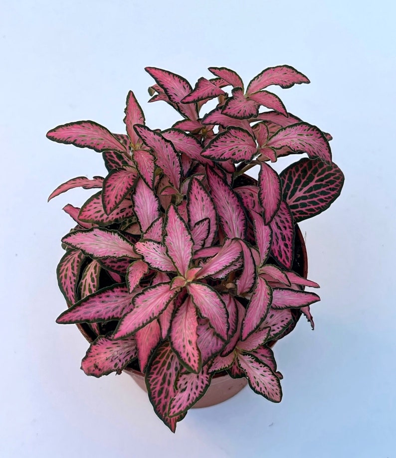 Fittonia Plant Nerve Plants Terrarium Plants 8cm pot Height 10cm 12cm Mosaic Pink Tiger