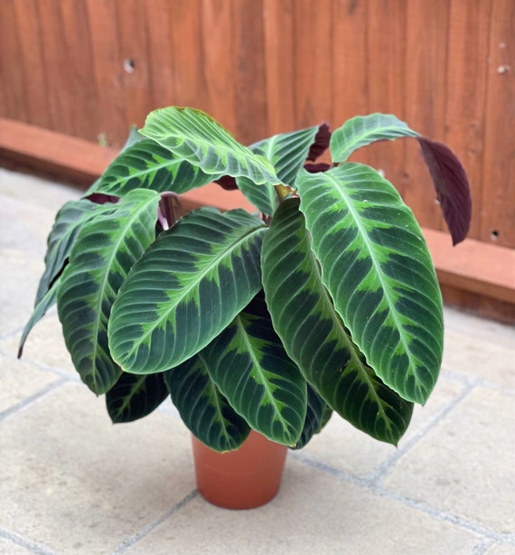 Calathea Velvet Plant - Calathea Warscewiczii - Etsy Hong Kong