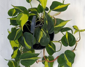 Philodendron Scanden Brasil -Pot Size 15cm