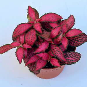 Fittonia Plant Nerve Plants Terrarium Plants 8cm pot Height 10cm 12cm Forest Flame