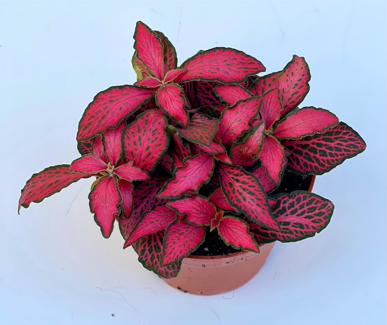 Fittonia Plant Nerve Plants Terrarium Plants 8cm pot Height 10cm 12cm Forest Flame