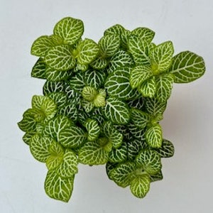 Fittonia Plant Nerve Plants Terrarium Plants 8cm pot Height 10cm 12cm Ruby Lime