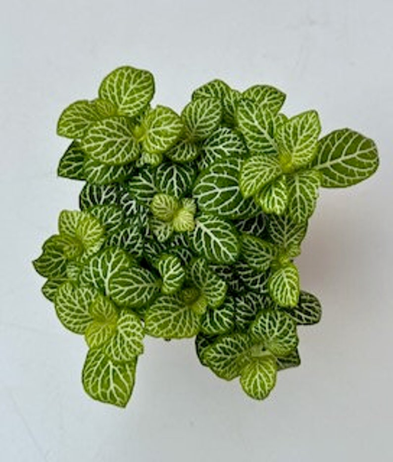 Fittonia Plant Nerve Plants Terrarium Plants 8cm pot Height 10cm 12cm Ruby Lime