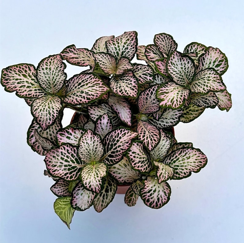 Fittonia Plant Nerve Plants Terrarium Plants 8cm pot Height 10cm 12cm image 7