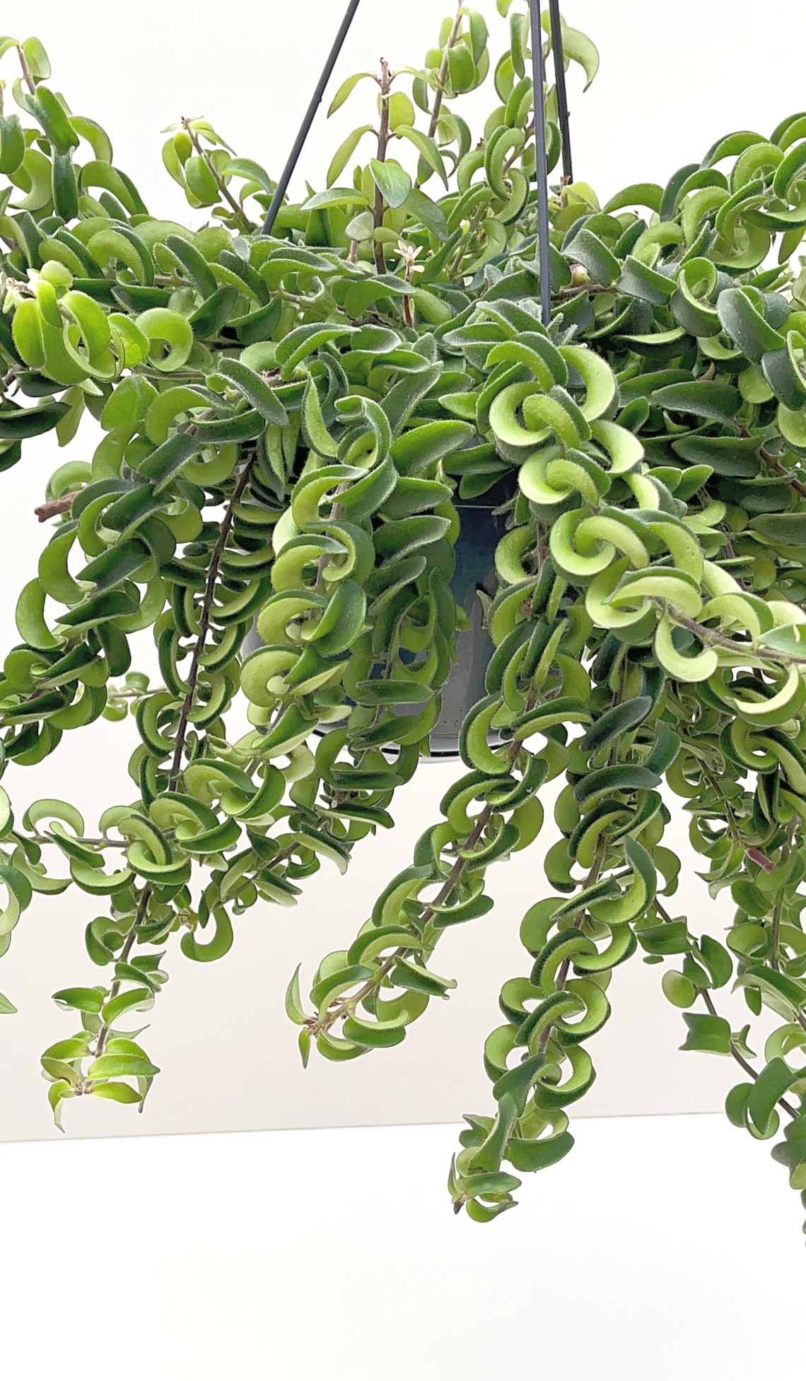 Aeschynanthus Twister Hanging Plant Lipstick Plant Hanging Etsy UK