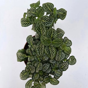 Fittonia Plant Nerve Plants Terrarium Plants 8cm pot Height 10cm 12cm White Anne