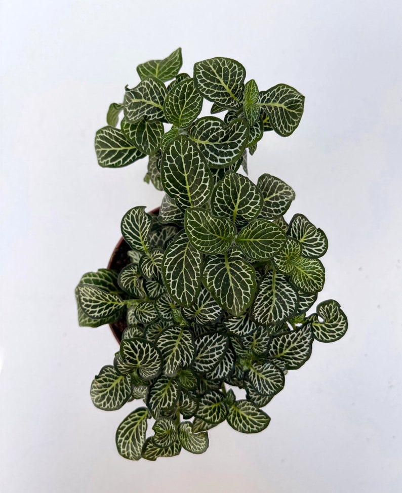 Fittonia Plant Nerve Plants Terrarium Plants 8cm pot Height 10cm 12cm White Anne