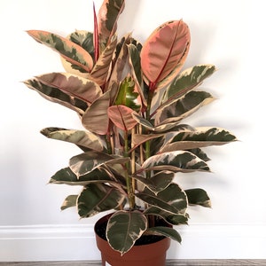 May include: A variegated rubber plant with green, white, and pink leaves in a brown pot. The plant is in a room with white walls and a wooden floor.