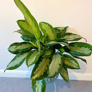 May include: A green and white variegated houseplant with large, pointed leaves in a white metal planter. The plant is on a grey carpet.