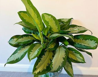 Large Aglaonema 'Silver moon' Chinese Evergreen- House Plant Pot Size- 24cm