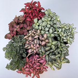 May include: A top-down view of several Fittonia plants, displaying a range of colours. The plants exhibit hues of green, pink, red, and white, with detailed veining on their leaves. The arrangement is set against a white backdrop.