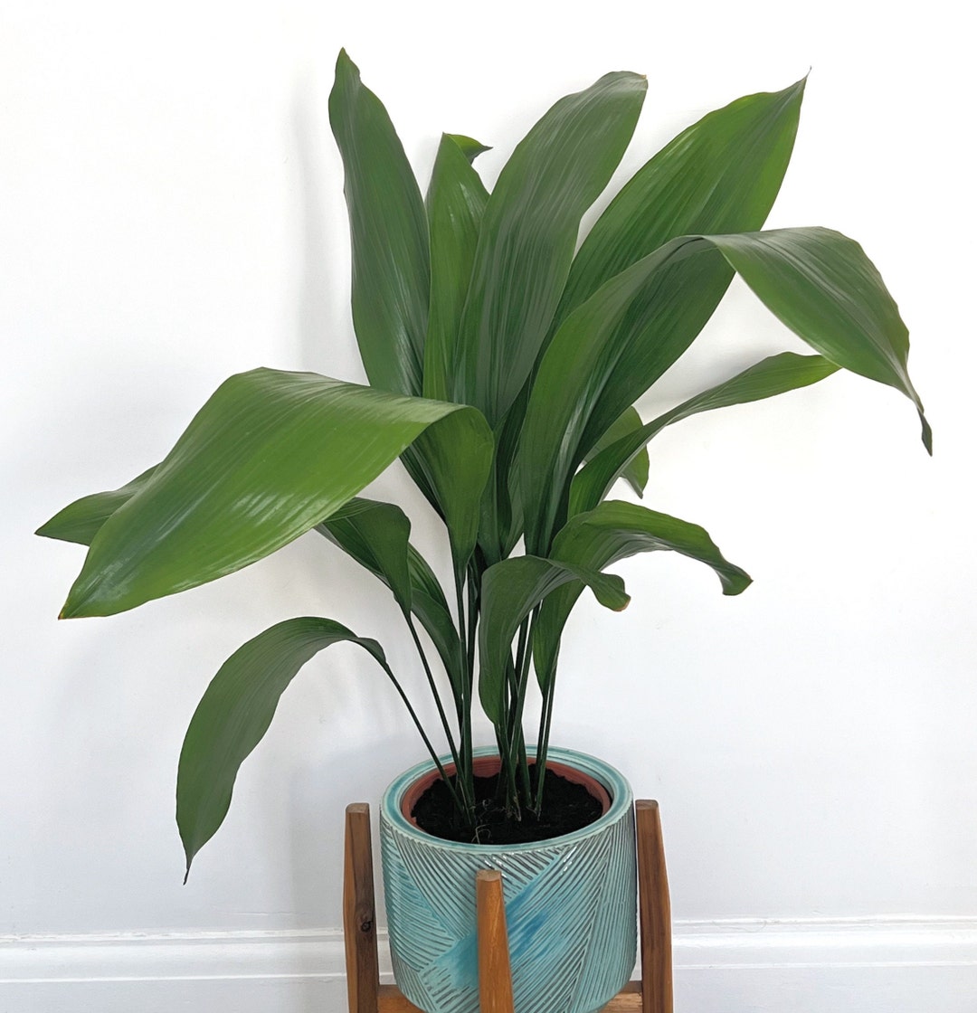 Aspidistra Elatior Cast Iron Plant Pot Size 17cm H 70cm Approx Etsy UK