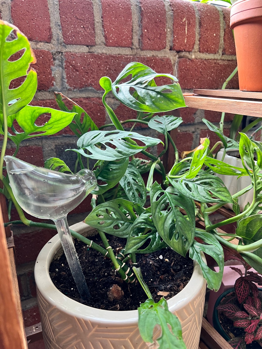 Plant Self Watering Globe Plant Water Bulbs Bird Shape Etsy